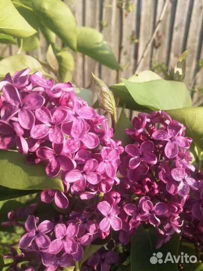 Гортензия, Сирень, Орхидея, Фикус Мокламе,Олеанд