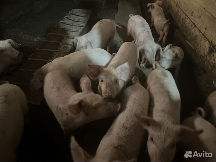 Поросята