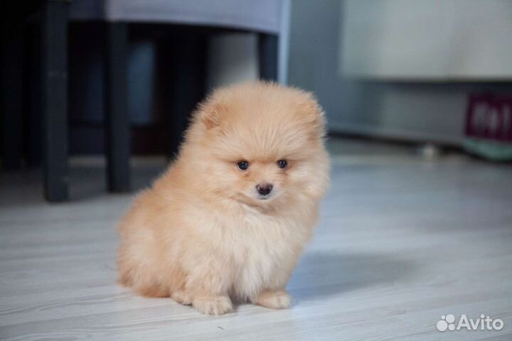 Померанский шпиц щенки
