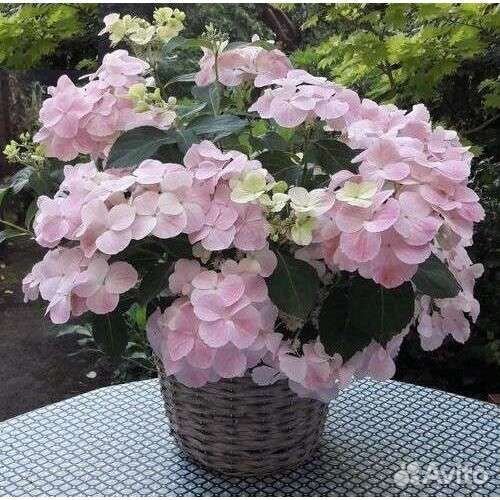 Гортензии крупнолистная