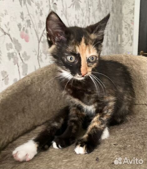 Трехцветный котенок