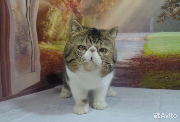 Счастливый кастрат