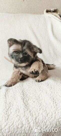 Мягкая игрушка собачка