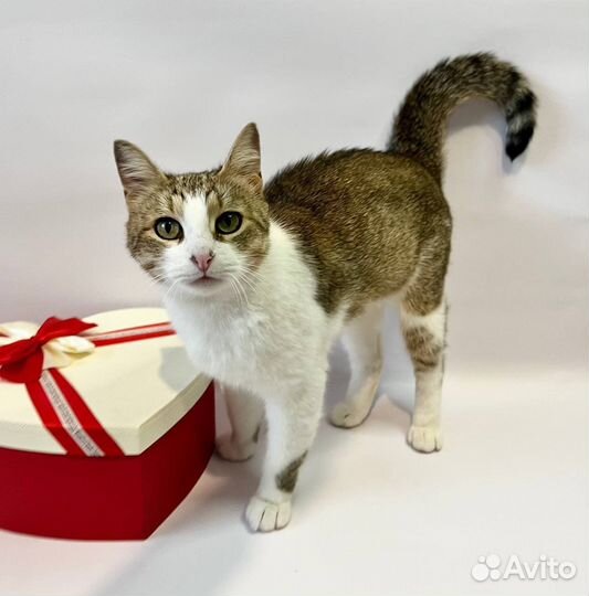 Кошечка в добрые руки