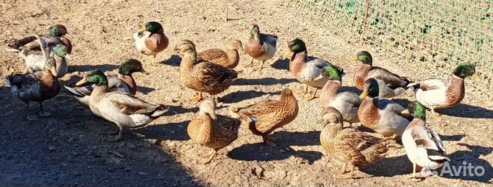 Селезень дикой утки