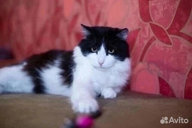 Кошка