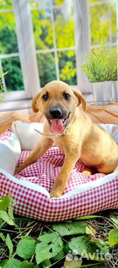 Щенок в добрые руки