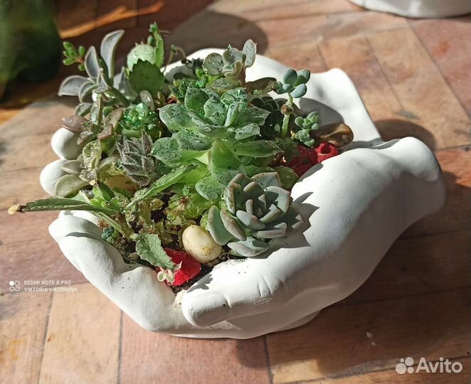 Композиция с суккулентами 