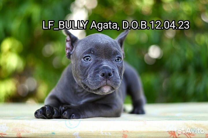 Щенок Американского Булли покет