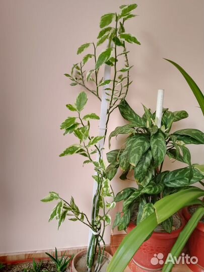 Комнатные растения