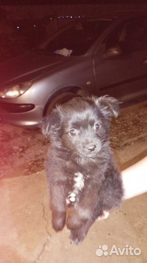 Маленькая собака в добрые руки Помогите