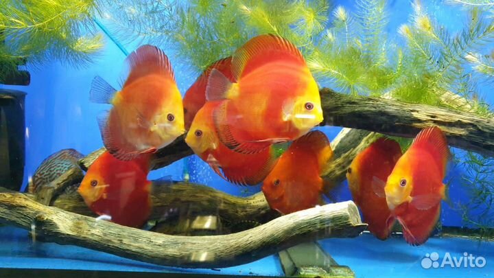 Дискусы Blue Diamond (Голубой бриллиант)