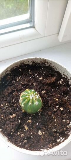 Кактус эхинопсис полуобнаженный