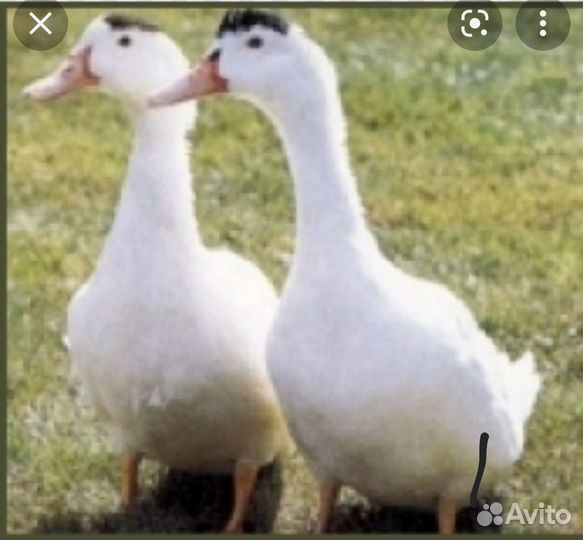 Мясо муларда