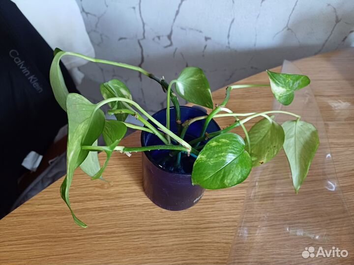 Сциндапсус за Киндер