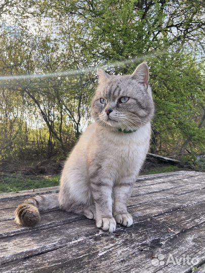 Британский кот вязка