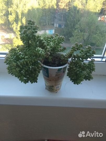 Крассула (толстянка) скальная