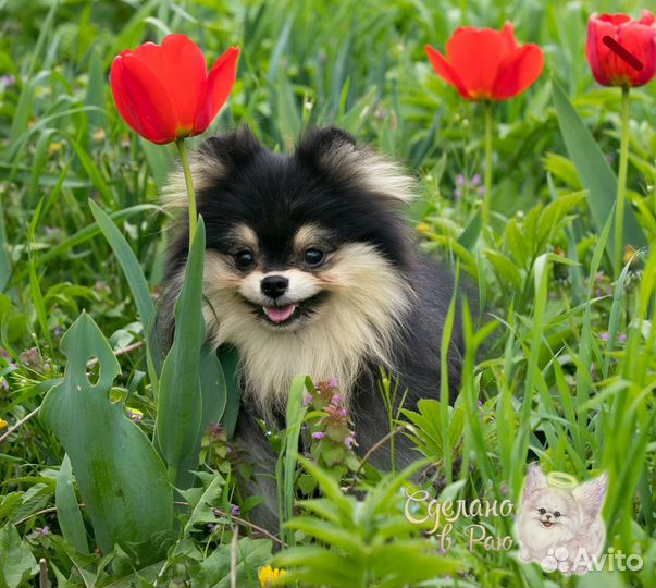 Вязка шпиц черно-подпалый