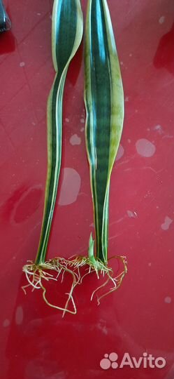 Сансевиерия