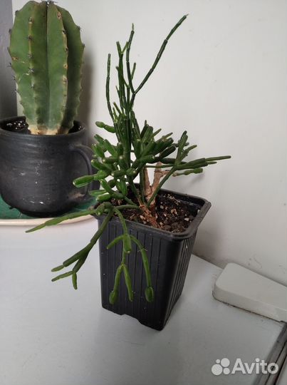 Кактусы и суккуленты