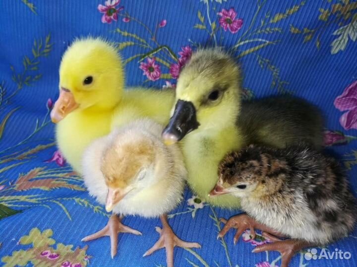 Утята, Гусята, Цыплята