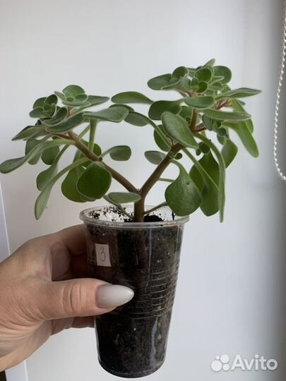 Цветок любви