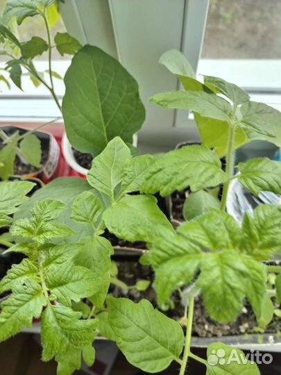 Рассада помидоров томатов