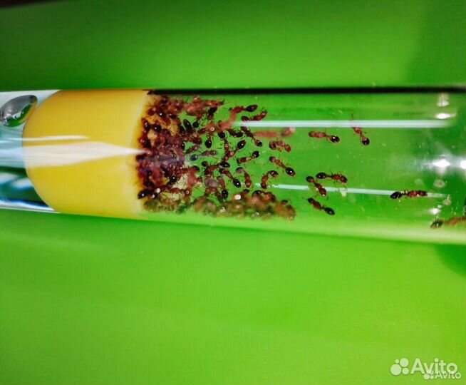 Муравьи Tetramorium bicarinatum