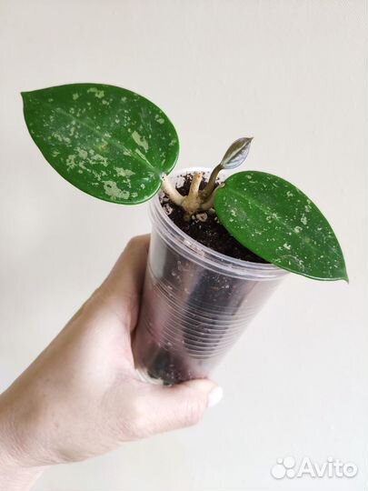 Хойи из личной коллекции