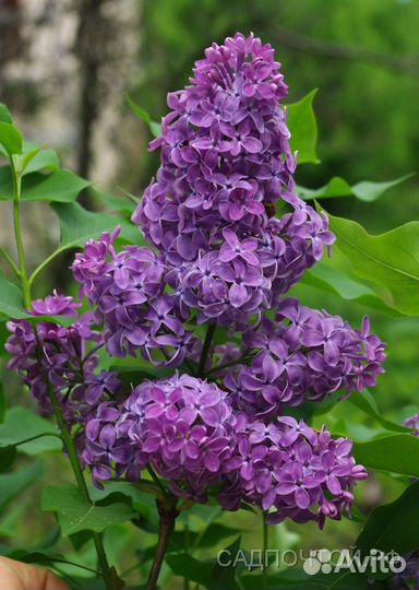 Саженцы сирени, миндаль, жасмин сортовые