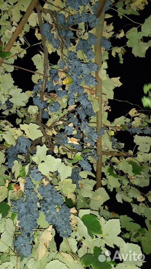 Виноград Изабелла