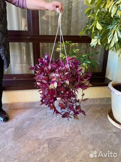 Традесканция