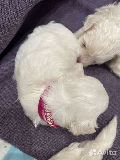 Щенки мальтийской болонки