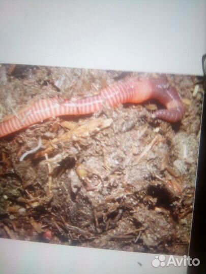 Черви для рыбалки