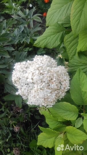 Цветы: Садовые многолетники