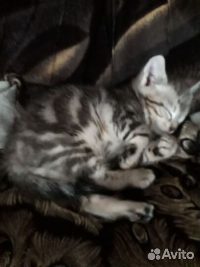 Котик в добрые руки