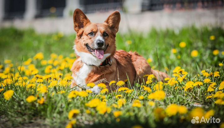 Вельш Корги Кардиган(Вязка)