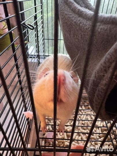 Крыса дамбо