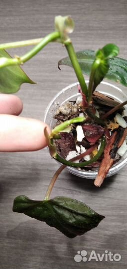 Филодендрон микас/бархатный