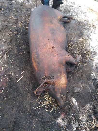 Мясо домашней свинины