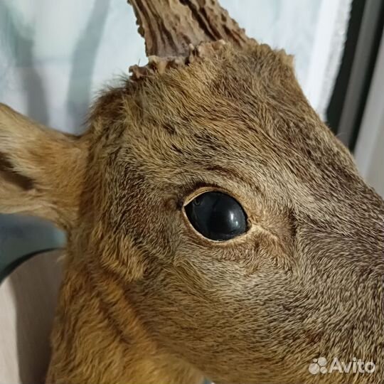 Чучело головы косули