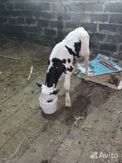 Телок бычек