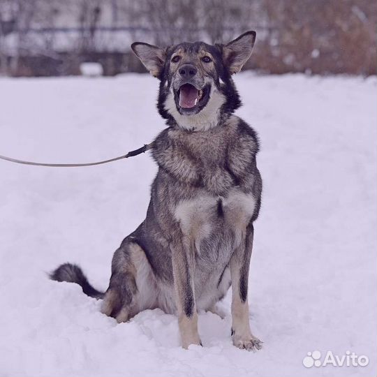 Рейн-собака из приюта