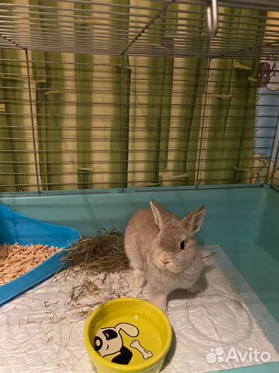 Кролик нидерландский карликовый