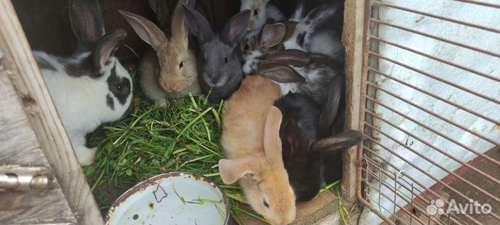 Кролики в разведение