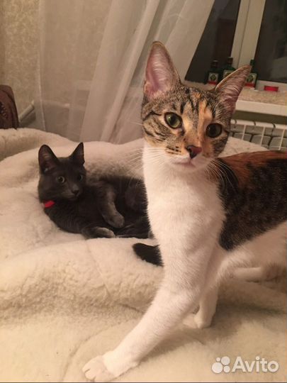 Передержка животных, зооняня