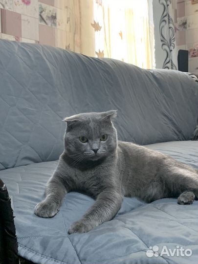 Британский вислоухий кот