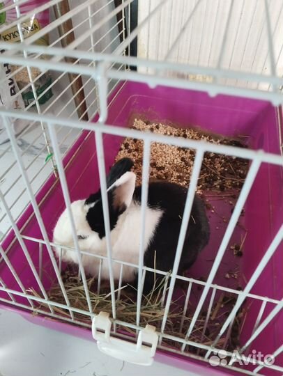 Декоративные кролики в добрые руки