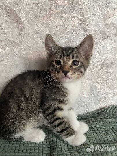 Котята в дар