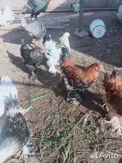 Петухи брама